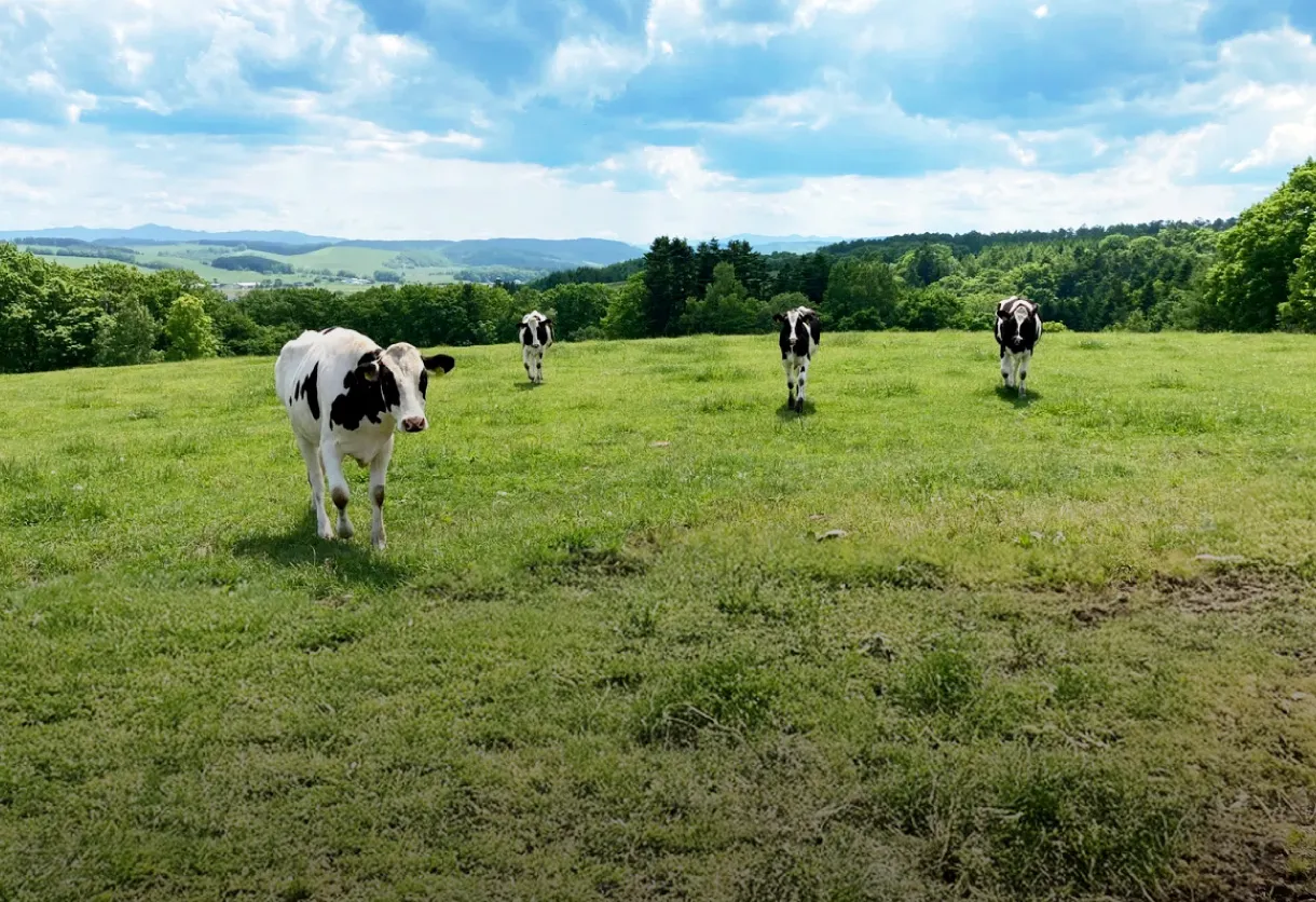 子牛から親牛へ。牛たちの成長と“おこっぺ有機牛乳”ができるまで